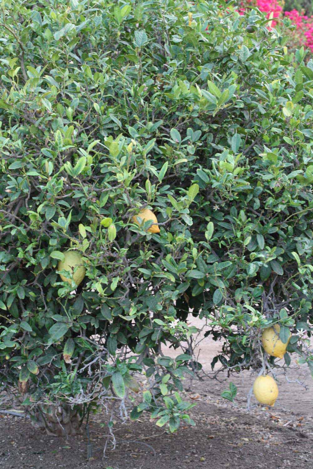            Habit (Riverside, CA)   